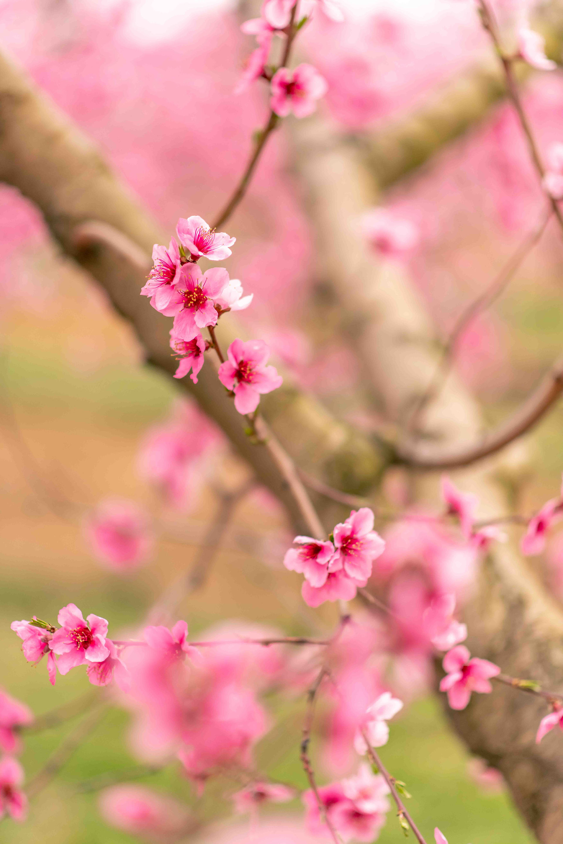 Maternity Photography in the peach blossoms at Orr's Farm Market in West Virginia by Virginia Matern
