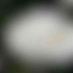 Stone Tower Winery in Leesburg, Virginia by Virginia Photographer, Emily Farewell. Winery Photography.