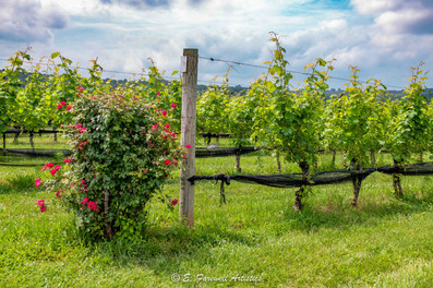 Stone Tower Winery in Leesburg, Virginia by Virginia Photographer, Emily Farewell. Winery Photography.
