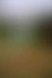 Live Wedding Painting at Stone Tower Winery in Leesburg, Virginia by Virginia Live Wedding Painting and Washington DC Live Wedding Painter Emily Farewell.