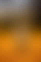 Fall Family Photography at the Ginkgo Grove in Blandy Experimental Farm in Boyce Virginia by Virginia Family Photography Emily Farewell and Maryland Family Photographer Emily Farewell.