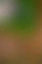 Live Wedding Painting at Stone Tower Winery in Leesburg, Virginia by Virginia Live Wedding Painting and Washington DC Live Wedding Painter Emily Farewell.