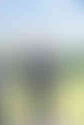 Ceremony Photography at Rixey Manor in Rixeyville Virginia by Virginia Photographer and Virginia Wedding Painter Emily Farewell