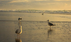 April 2011, Surfers Paradise
