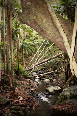 April 2011, Tamborine Rainforest Skywalk