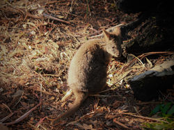 April 2011, Hobart