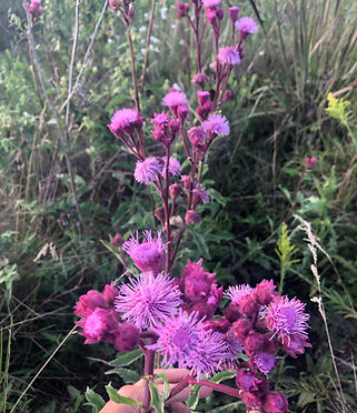 Campuloclinium macrocephalum