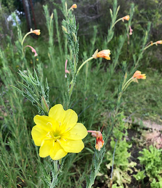 oenothera.JPG