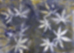 Acer Leaves_5.1_300 dpi.jpg