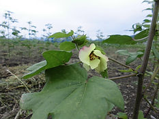 CIMG5046.JPG
