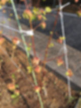 1220和綿.jpeg