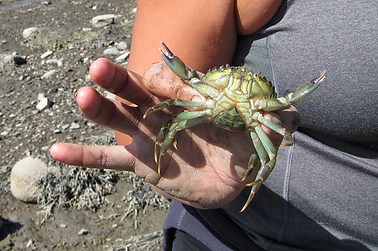 green crab closeup.png