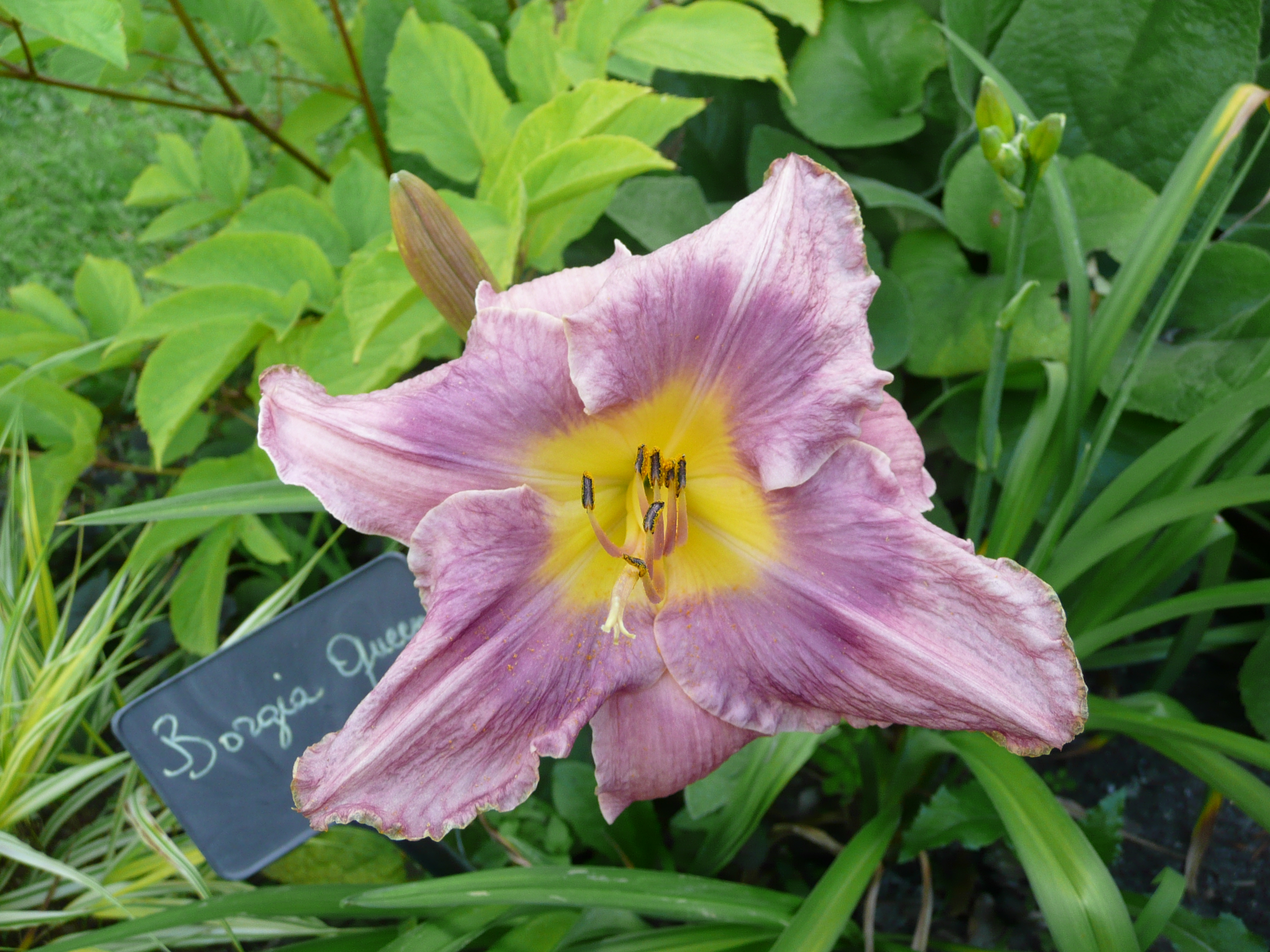 Borgia Queen