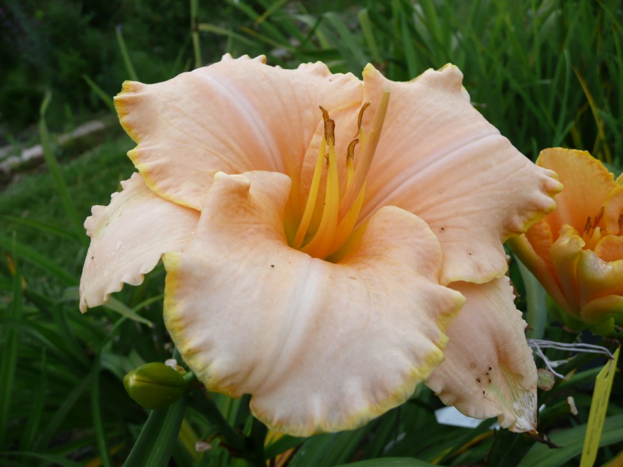 Serena Sunburst