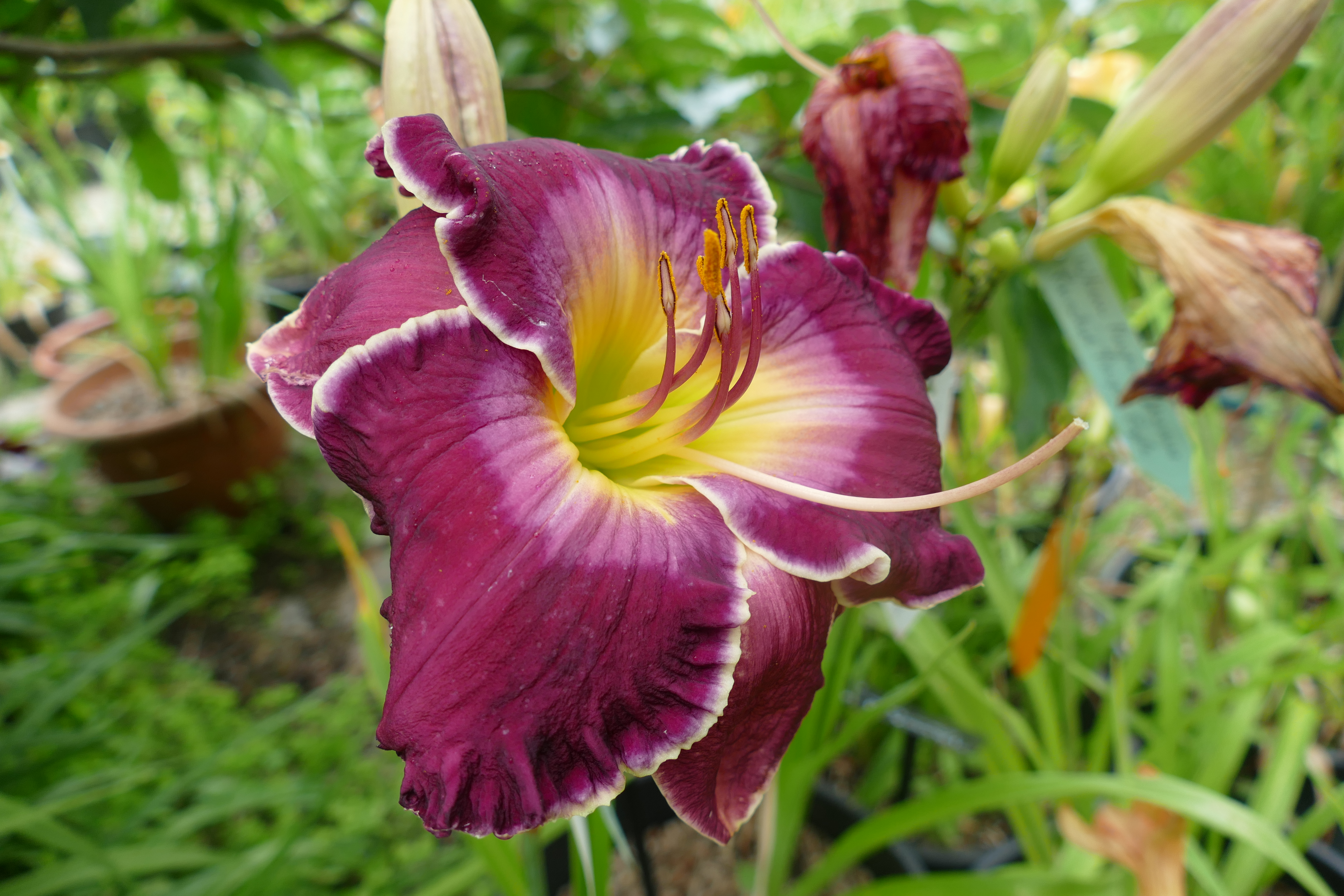 Paradise Royal Purple