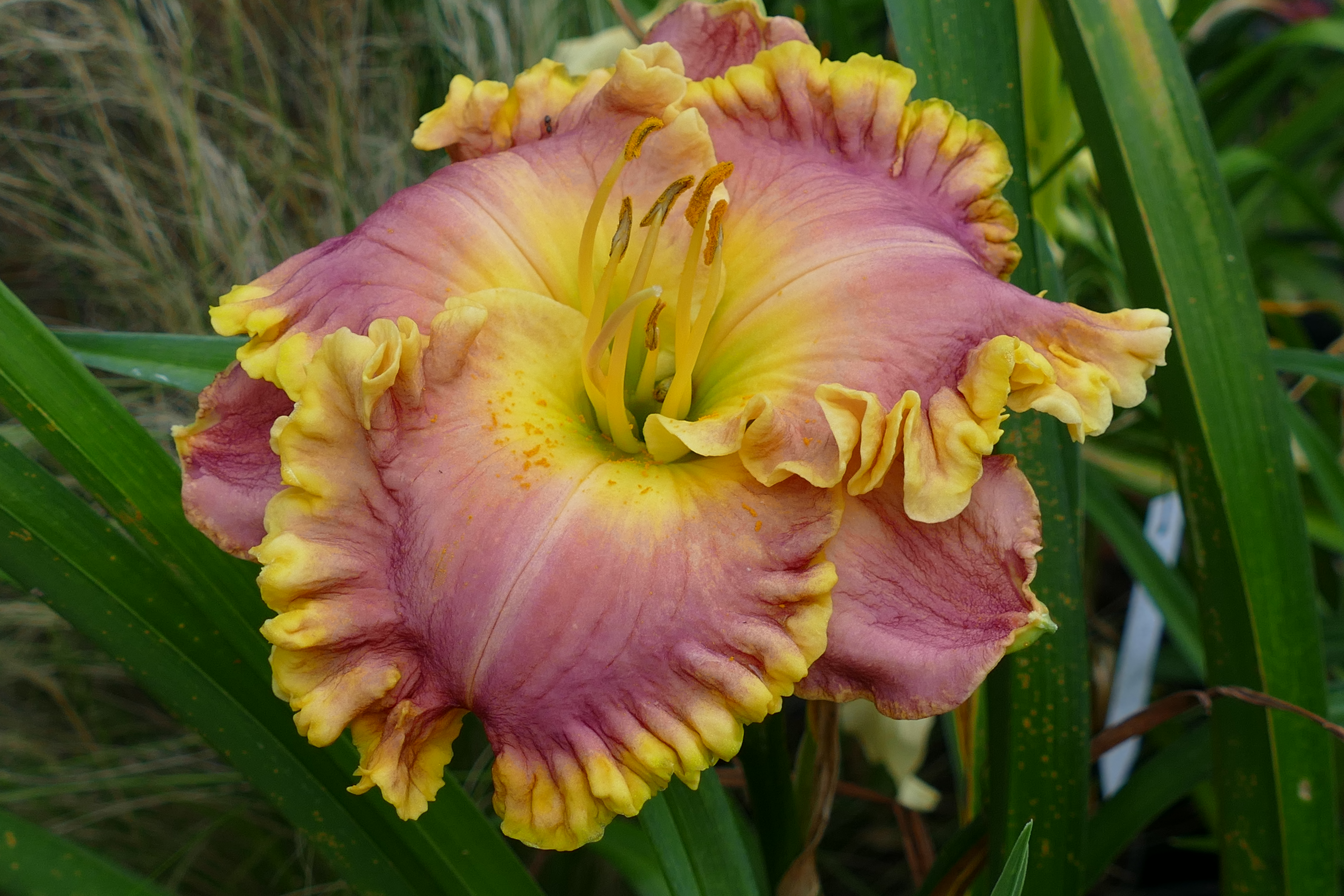 Orchids and Gold
