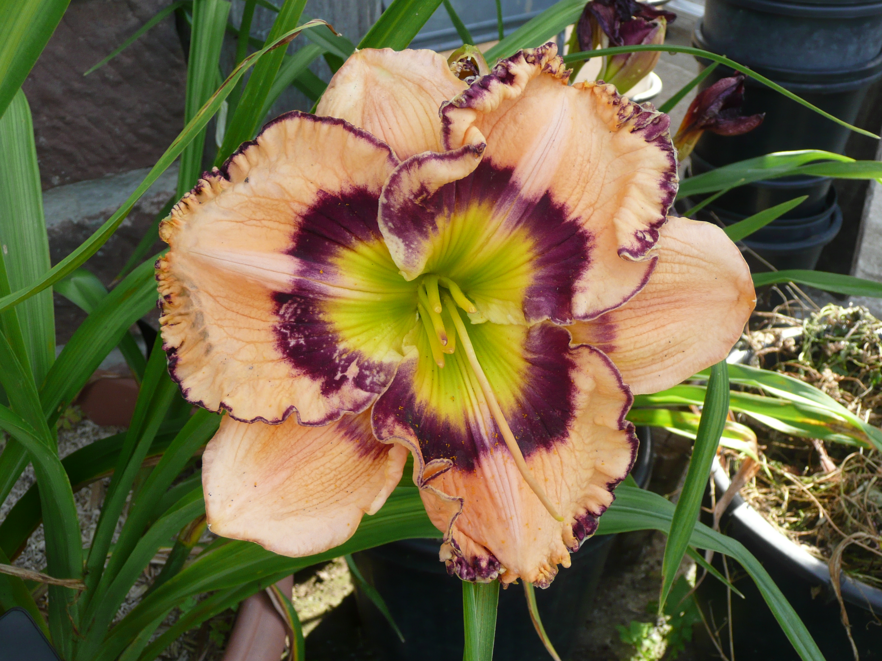 Woodlea Wonder
