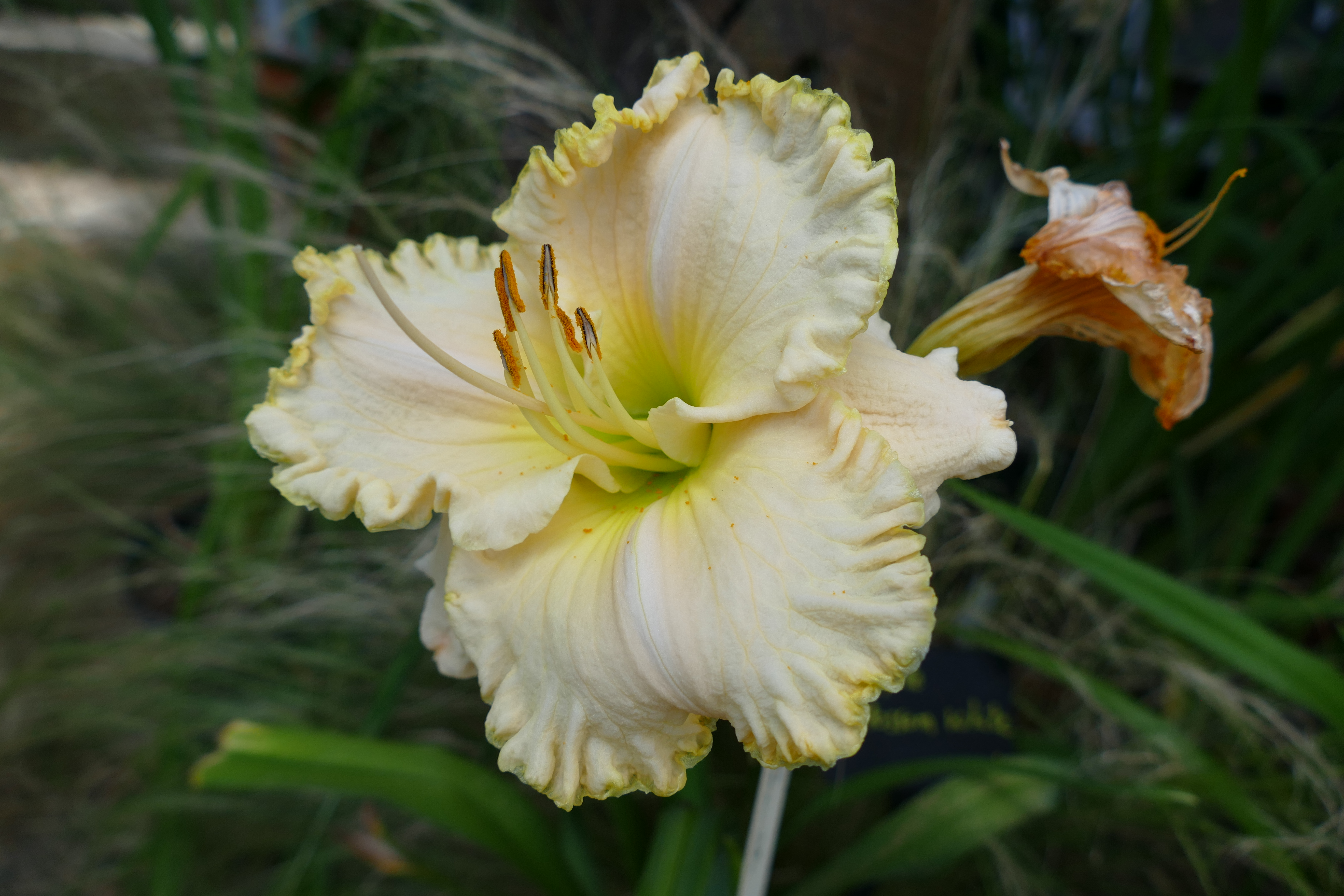 Apple Blossom White