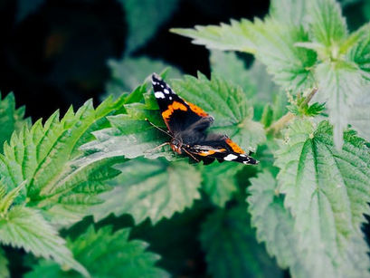 You know nettles sting! Are you aware of their health benefits?