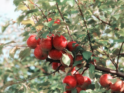 Apples - Crunching Your Way to Good Health