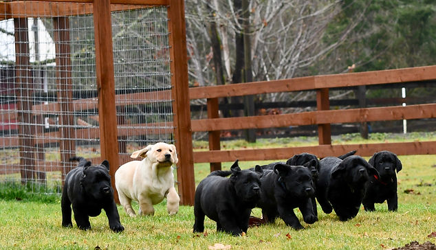 Pupsrun2.jpg