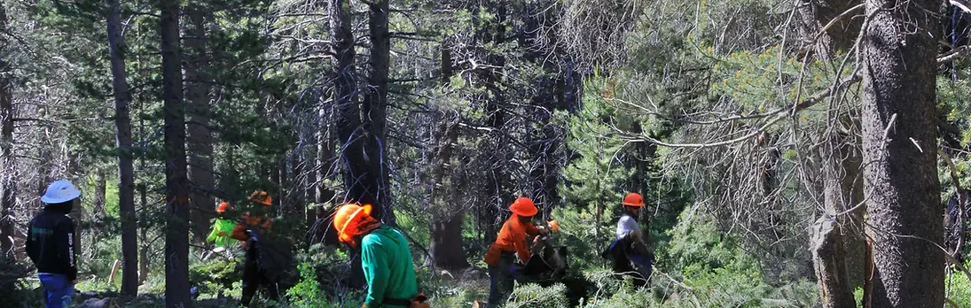 Workers in the Forest