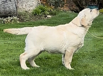 Blaine puppies | Nipntuck Labradors