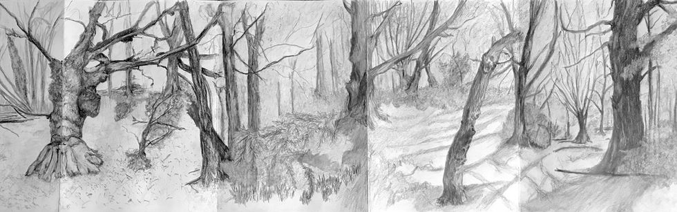 Shirin-Yoku. Forest Bathing III