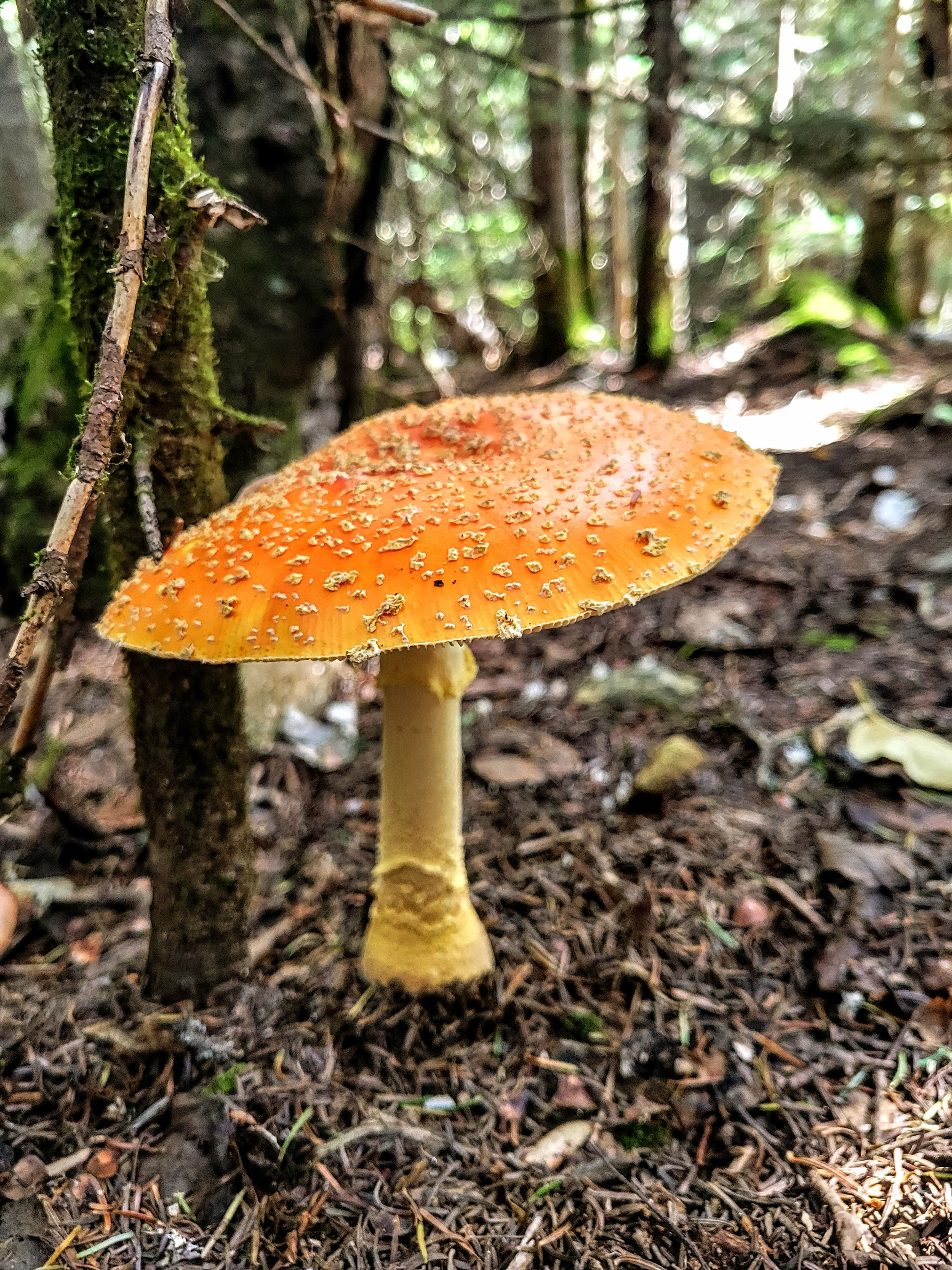 Large toadstool on Wildcat ridge