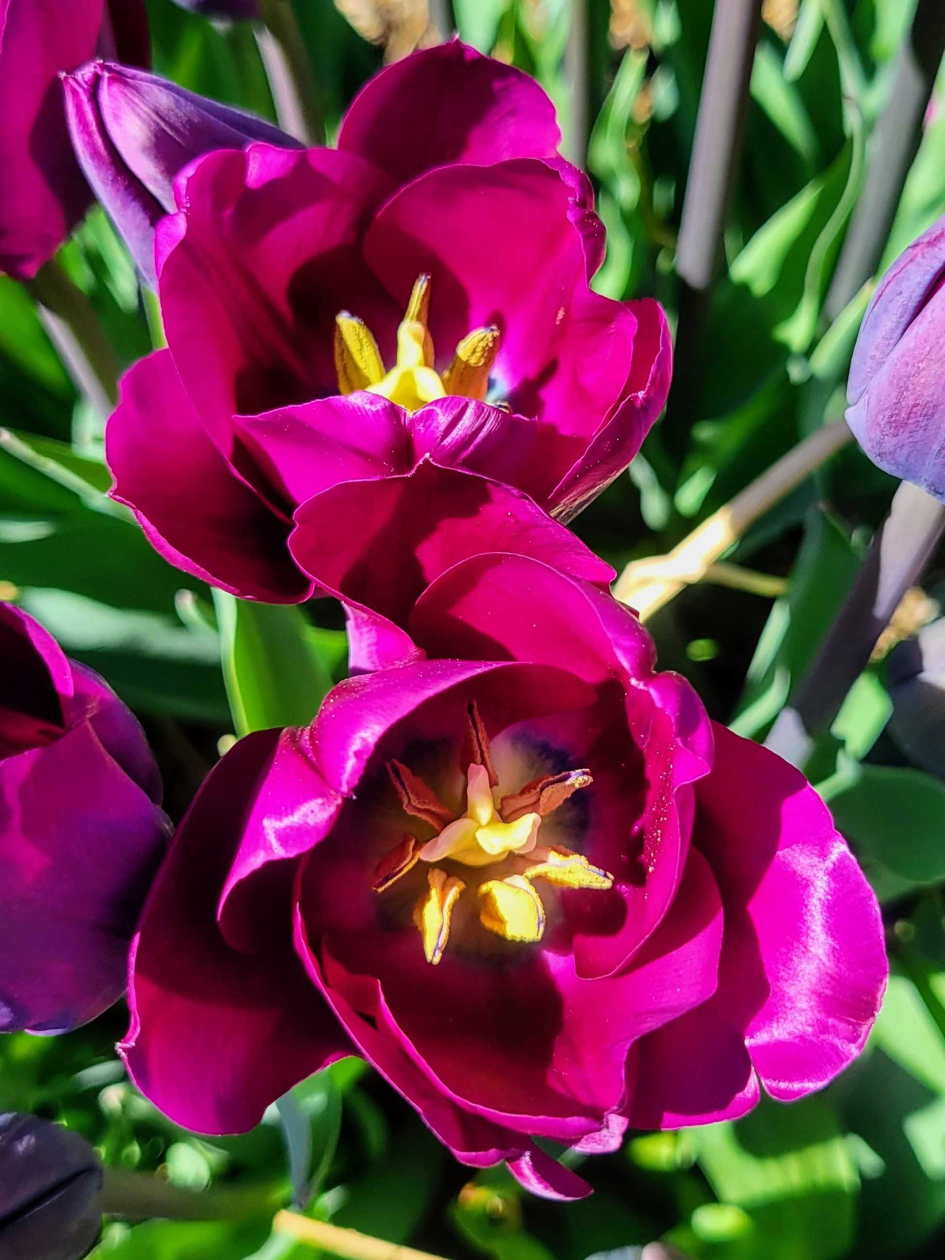 Purple Tulips