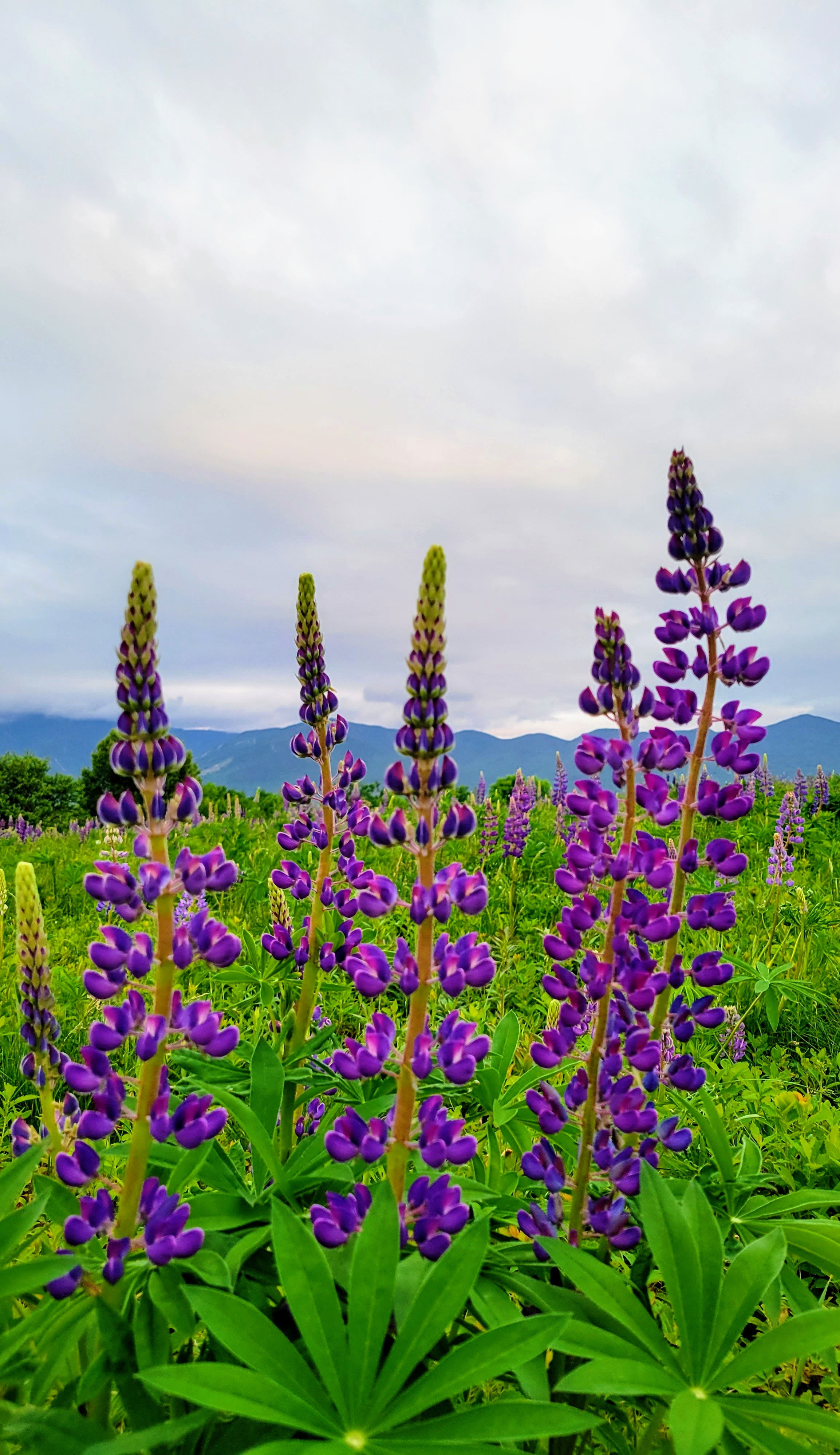 Purple Lupine Cluster - Mountain Background - narrow view