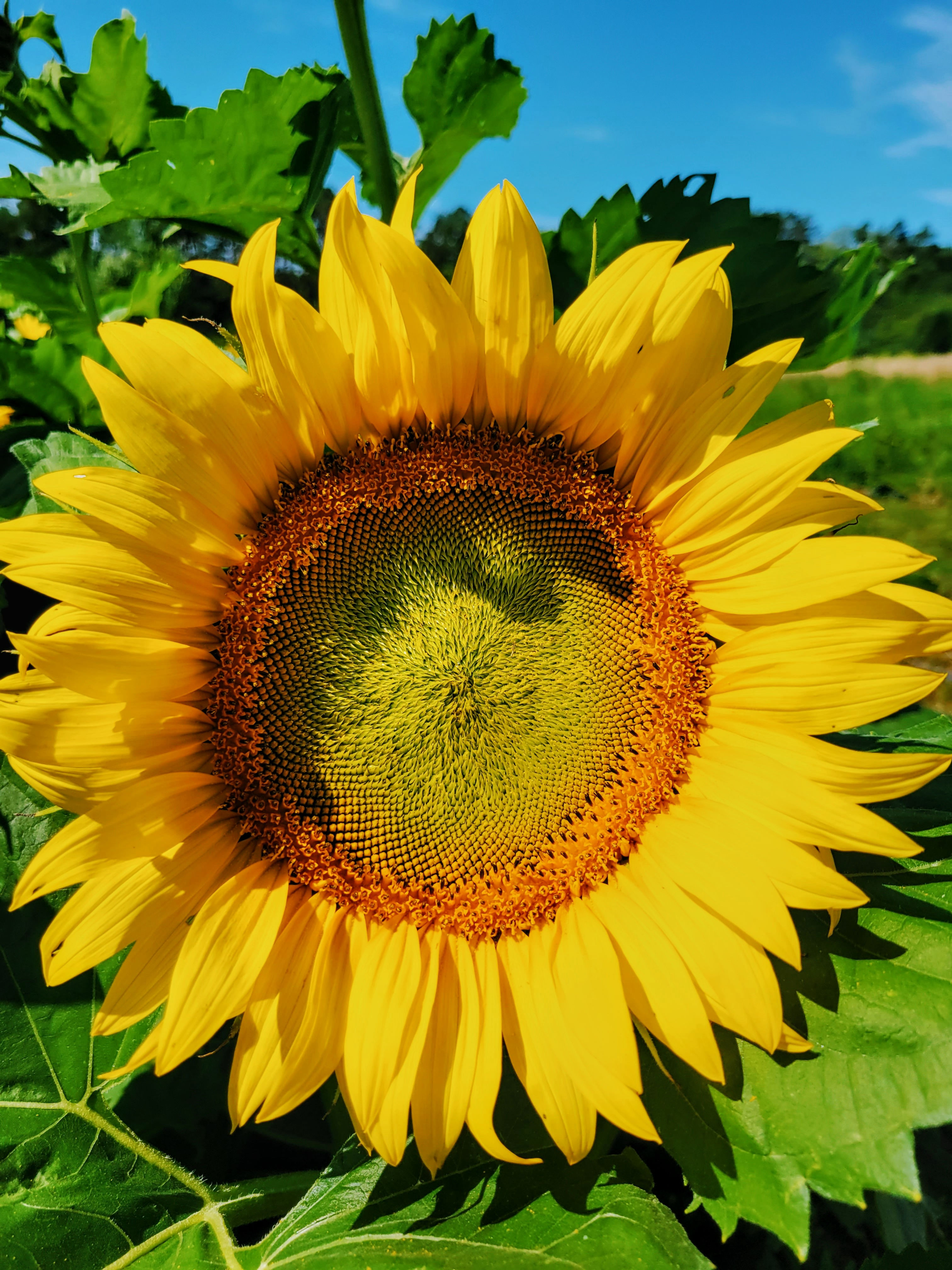 Sunflower