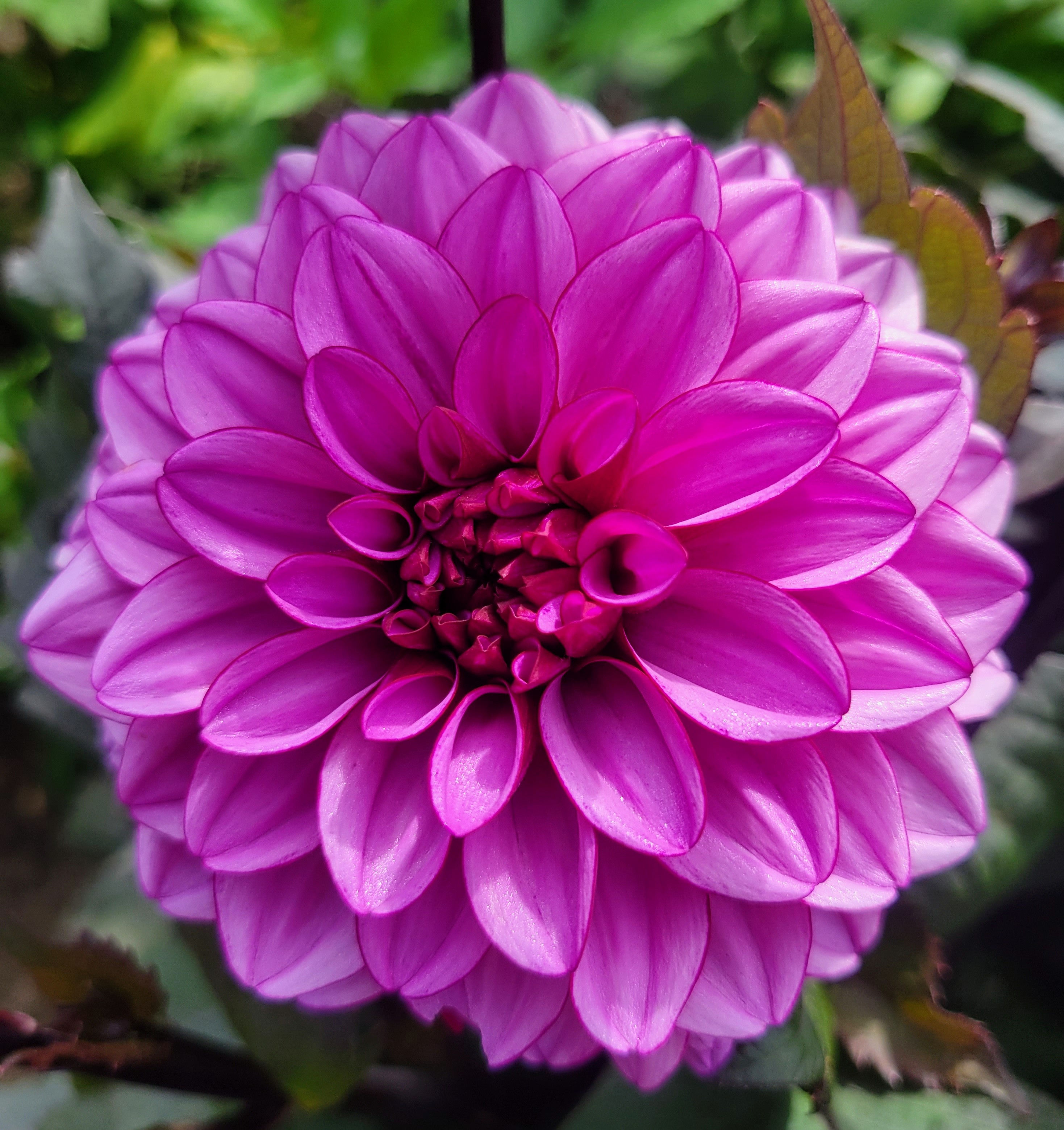 Purple Dahlia (1)