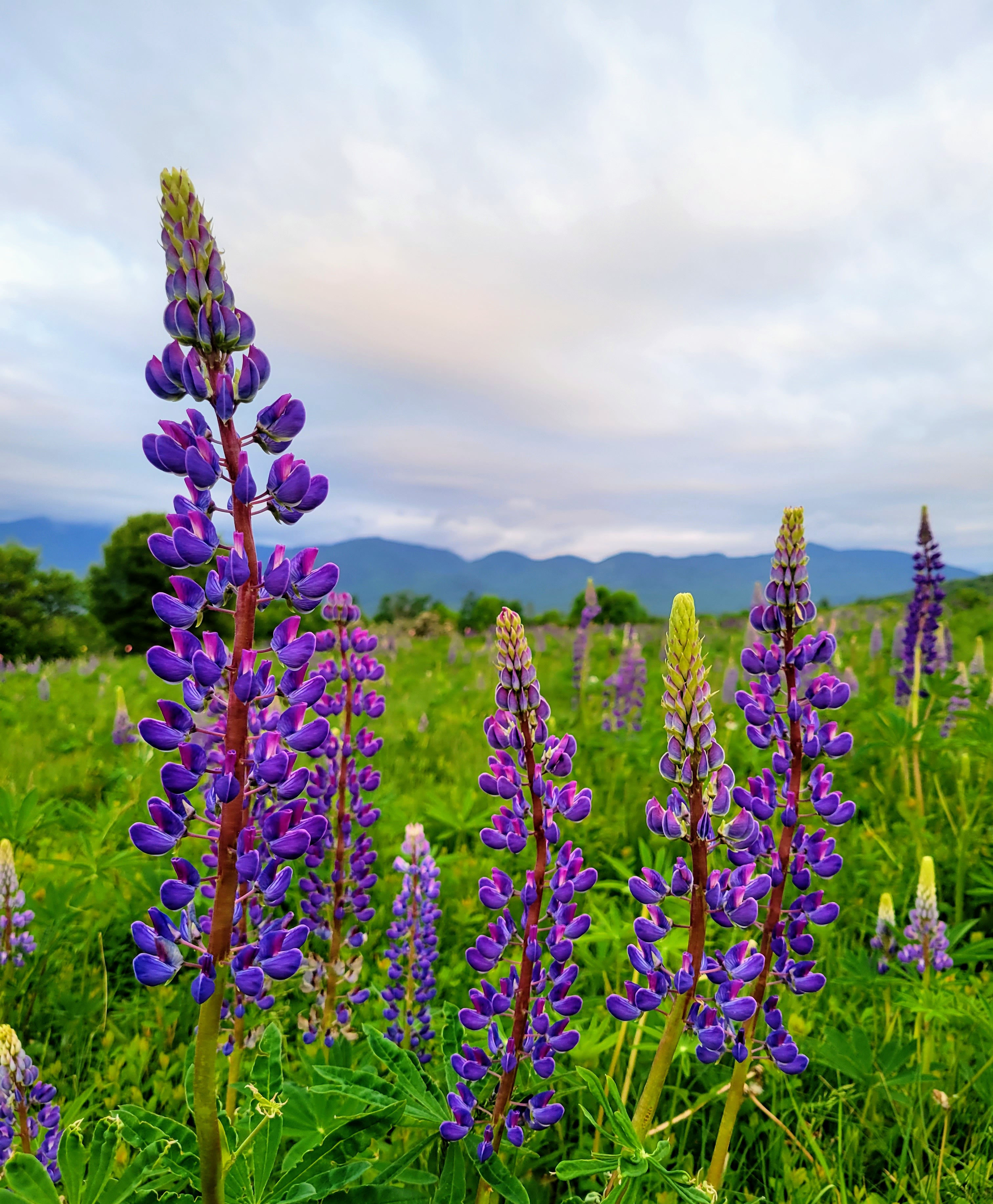 Purple Lupine Field - Mountain Background - 2023