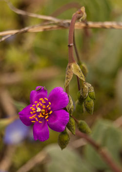Calandrinia taltalensis