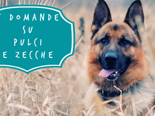 Tutto quello che c'è da sapere su pulci e zecche...in cinque domande!