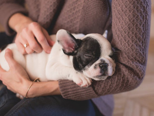 Come scegliere l'antiparassitario adatto al tuo cane