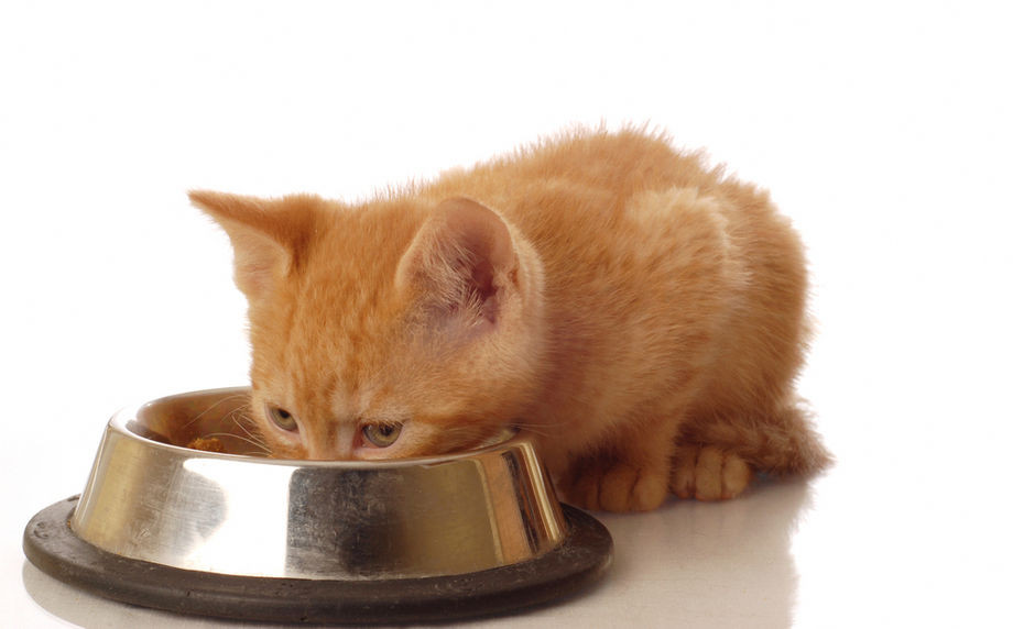 gatto-che-mangia.jpeg