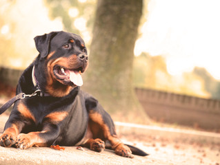 Quando dovrei iniziare a mettere l’antiparassitario al cane?