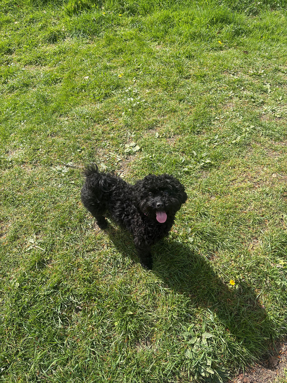 IMG_9502.jpeg