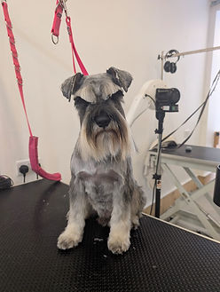 a picture of a wags and whiskers diploma badge