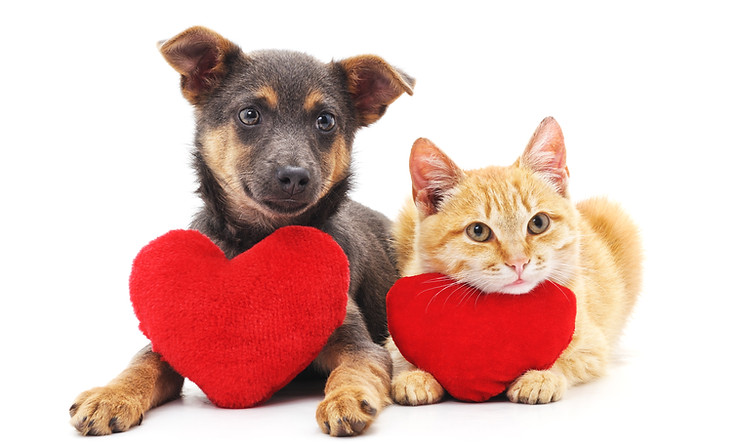 Cat and dog with red hearts isolated on white background..jpg