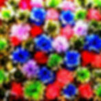 Digitally Altered Flowers