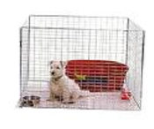 recinto tibetan terrier