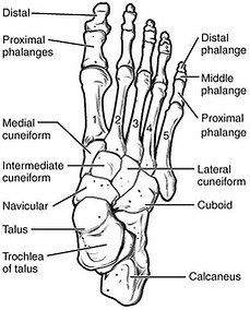 812_Bones_of_the_Foot.jpg