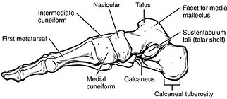 812_Bones_of_the_Foot.jpg