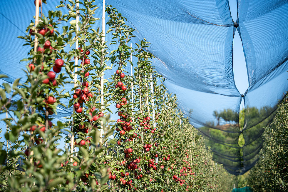 Apples on plants during harvest season in Kashmir.jpg