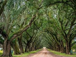 Haunted River Road (Plantation Road)