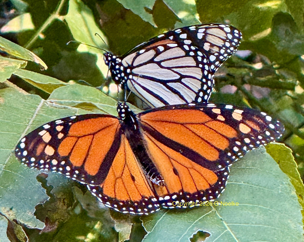 Monarch Butterfly in Mertzon, Copyright 2026 G Noelke