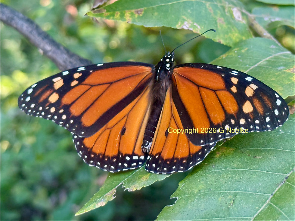 Monarch Butterfly in Mertzon, Copyright 2026 G Noelke